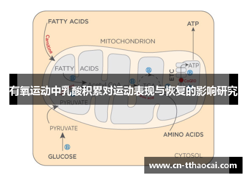 有氧运动中乳酸积累对运动表现与恢复的影响研究